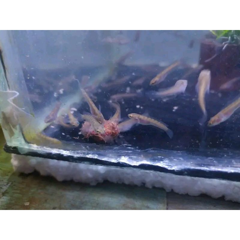 limbata CB rim tebal grade A hiasan aquarium size 2-3