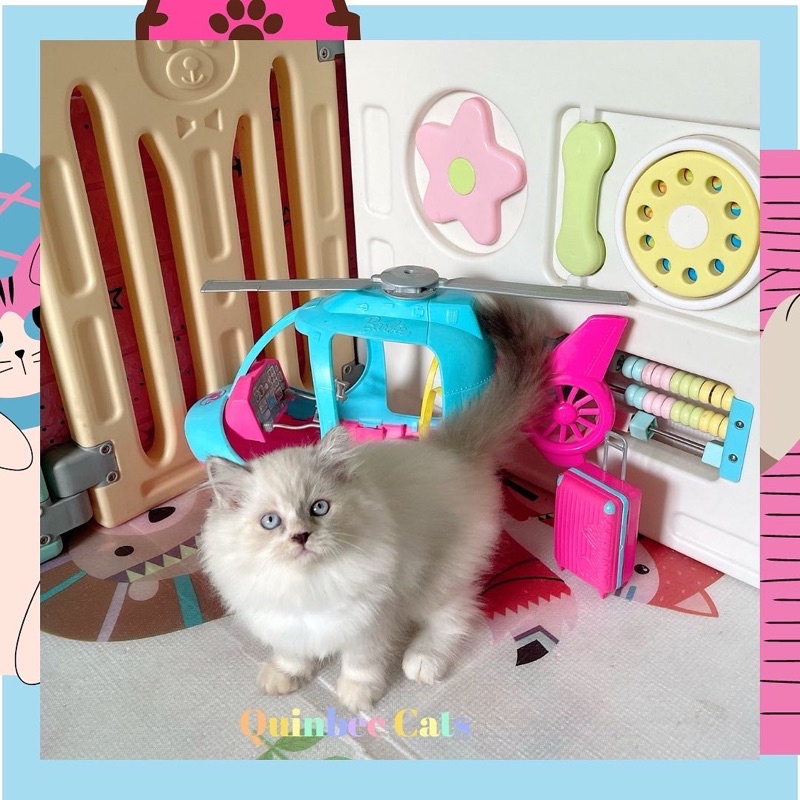 kucing Ragdoll X Himalaya Jantan bicolor mata biru