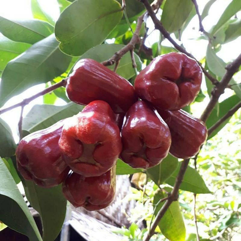 Pupuk Organik Pelebat Buah Dan Booster Jambu air Cepat Berbuah Lebat