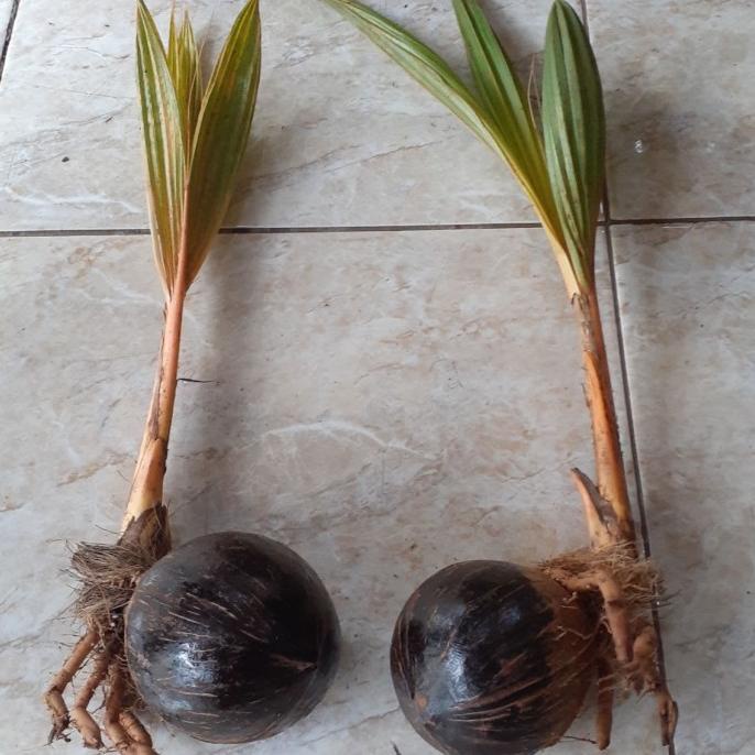 bonsai kelapa bibit gading orange