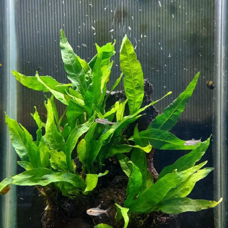 Microsorum pteropus kadaka java fern per ikat tanaman aquascape