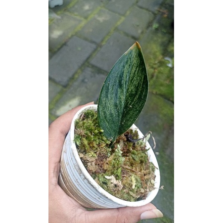 scindapsus treubi dark, scindapsus treubi, scindapsus variegata