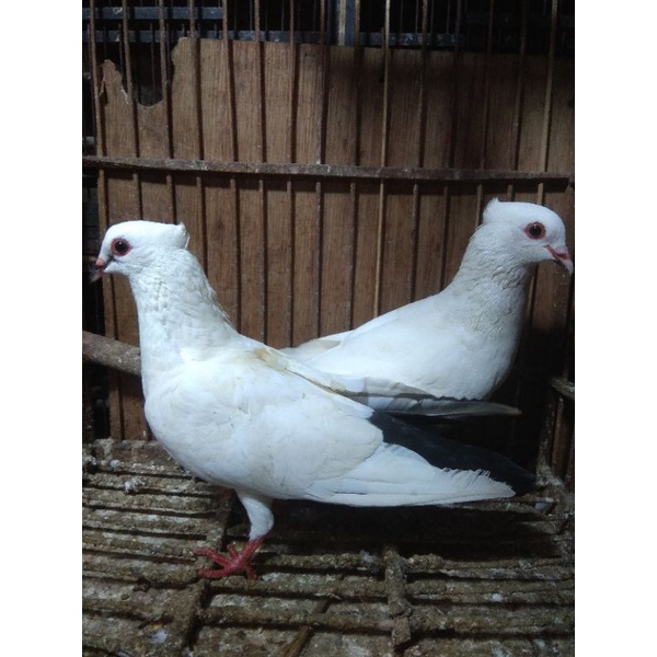 MERPATI PUTIH EKOR HITAM SEPASANG JANTAN BETINA READY