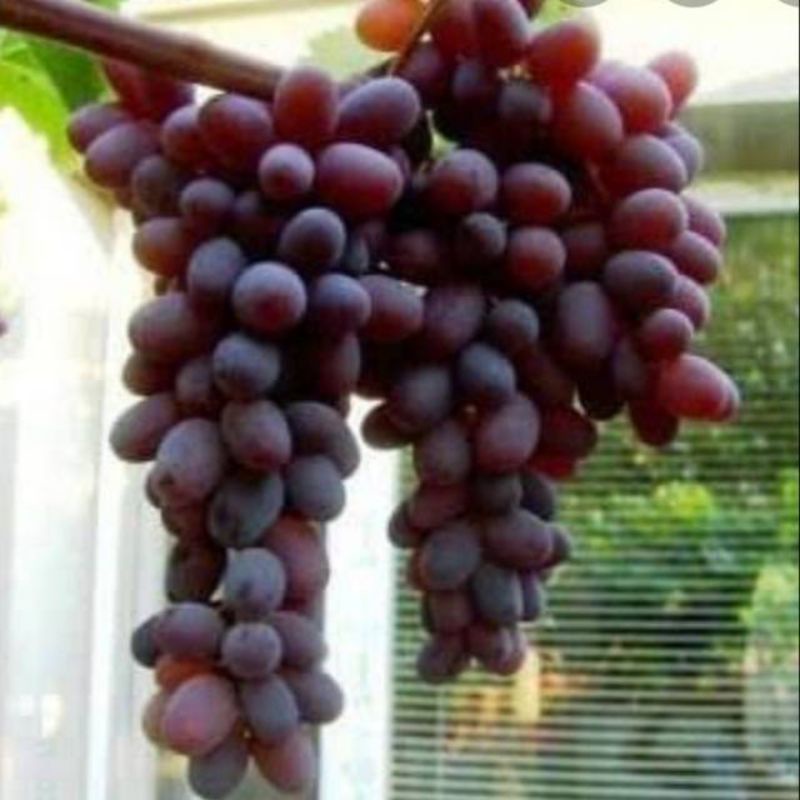 anggur jupiter/ seedles tanpa biji 1paket  isi 4 bibit harga 120ribu