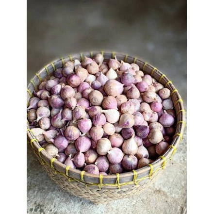 

12.12 MALL Bawang Putih Tunggal / Bawang Lanang Herbal Premium