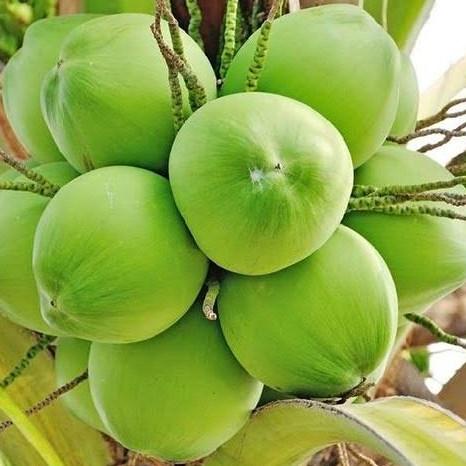 Bibit kelapa wulung / kelapa hijau wulung / kelapa ijo asli 1000%