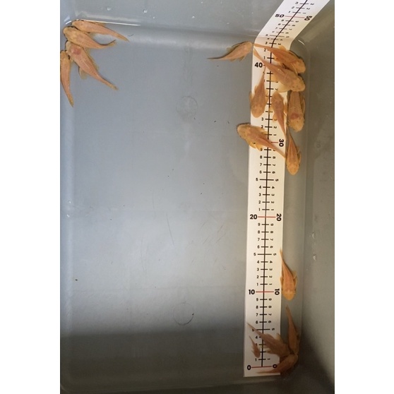 Ikan Pleco L144 Brushmouth Albino
