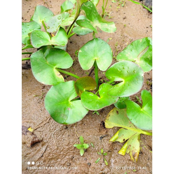 Tanaman aquascape water Lily darat