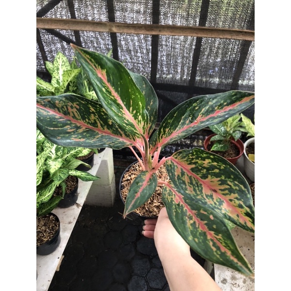 Aglaonema Gatot Kaca