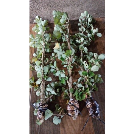 Cangkokan waru jepang