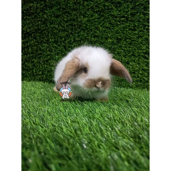 Kelinci Hias Surabaya Lucu Jenis Holland lop/Holand lop Warna Broken Tort