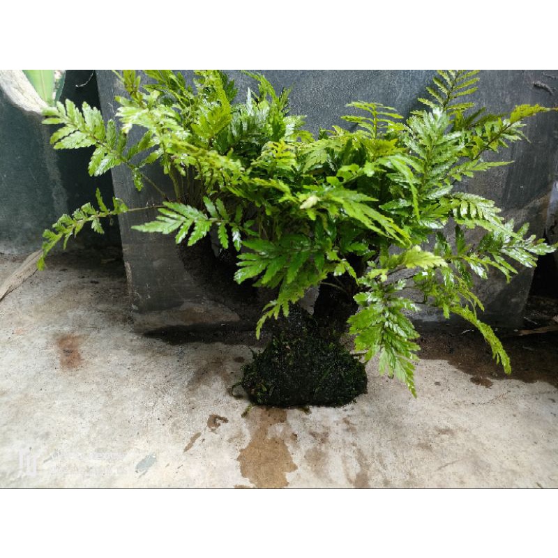 bonsai pakis tanaman aquascape