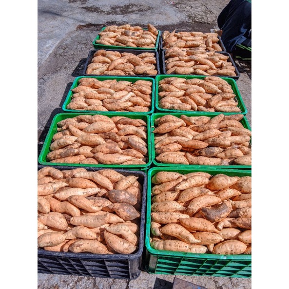 

UBI MADU CILEMBU UKURAN SEDANG 1KG