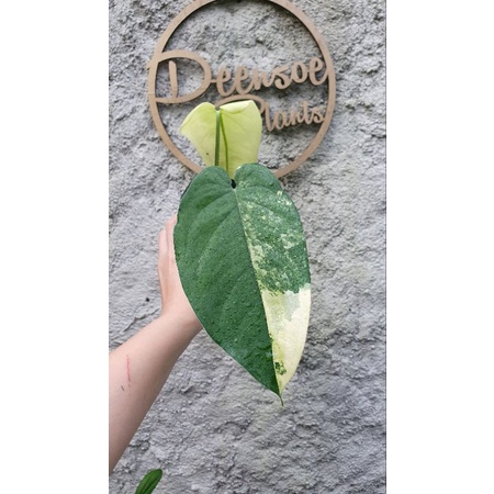 syngonium chiapense varigata pucuk