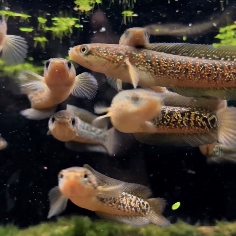 RED SPOTTED ASIATICA KALIMAYA