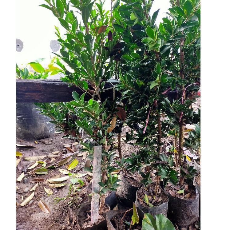 "SIM.21De22в" BIBIT BONSAI FICUS BERINGIN ELEGAN