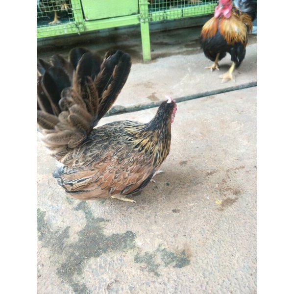 Ayam Kate Betina Sehat Cakep