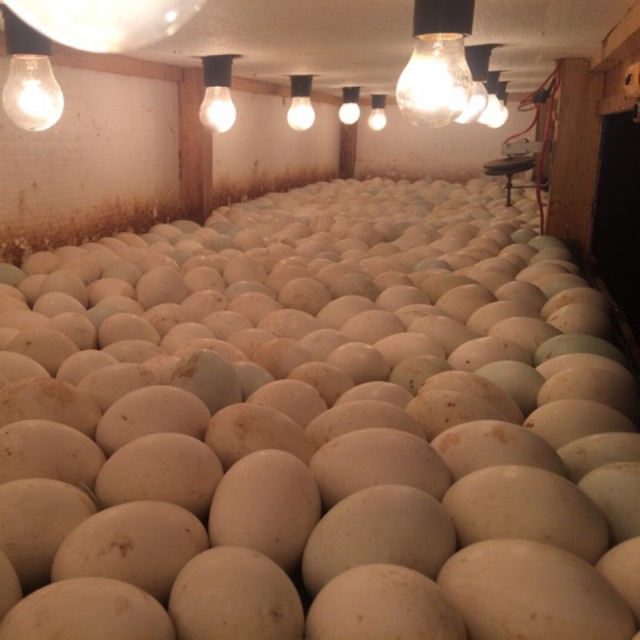 

TELUR BEBEK PEKING FERTIL F1 PREMIUM