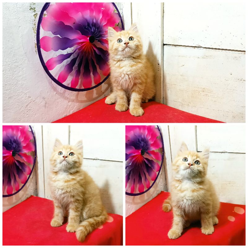 Kucing Persia Oren Tabby |Free Ongkir & Keranjang