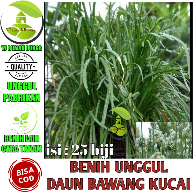 20 Biji - Benih Bibit Daun Bawang Kucai Garlic Chives