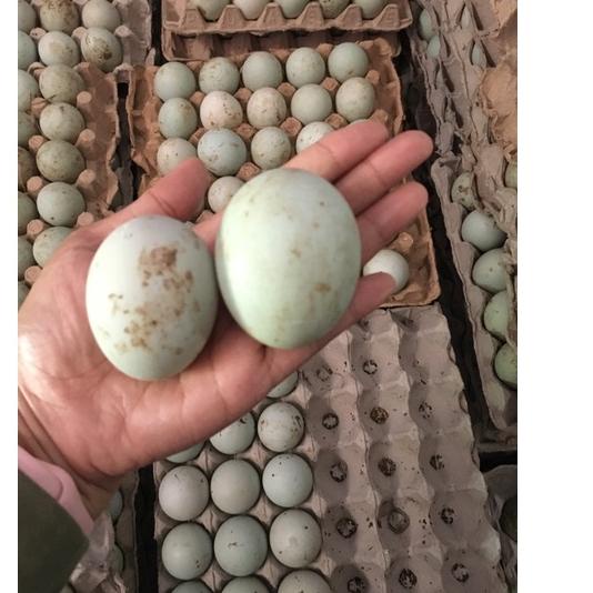 

SALE✅Telur Asin Masir dan Berminyak (isi 10 butir)|SQ2