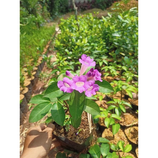 Tanaman hias garlic Vine bunga ungu - tanaman rambat Garlic Vine