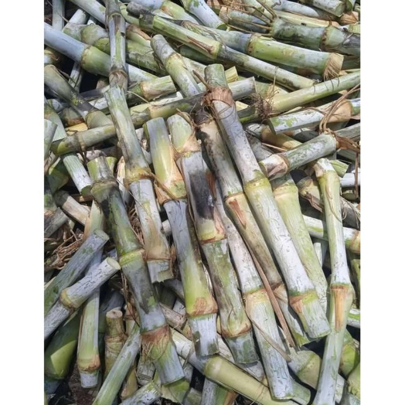 Jual Bibit Rumput Super Gama Umami Pakan Ternak Shopee Indonesia