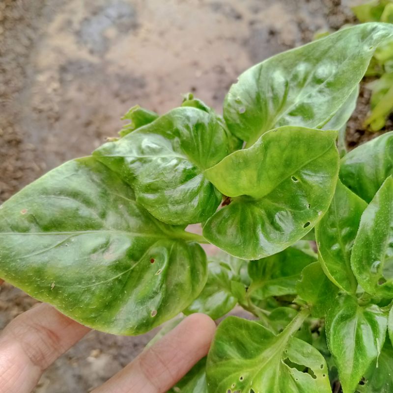 Bayam Brazil Tanaman sayur bayam