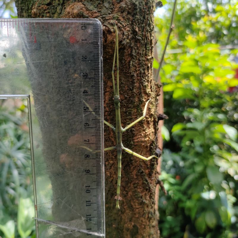 Belalang tongkat raksasa / stick insect Jawa