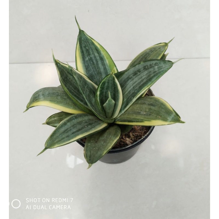 sansevieria silver frost