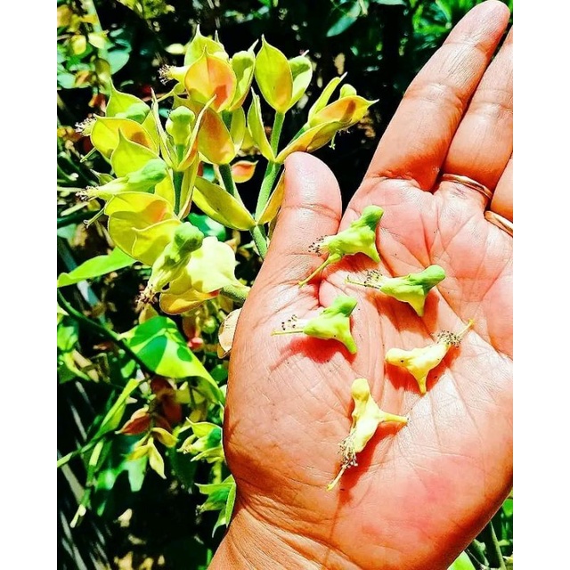 tanaman bunga cucak rowo