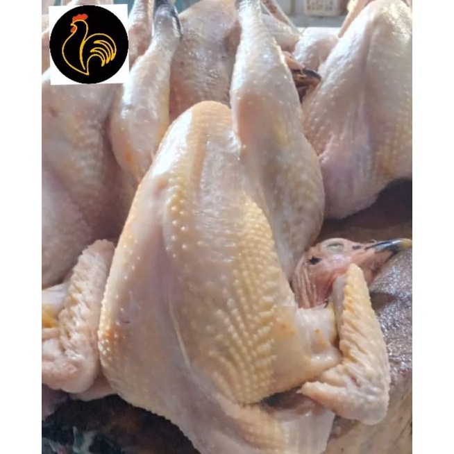 

Ayam Kampung Medium berat 800-900