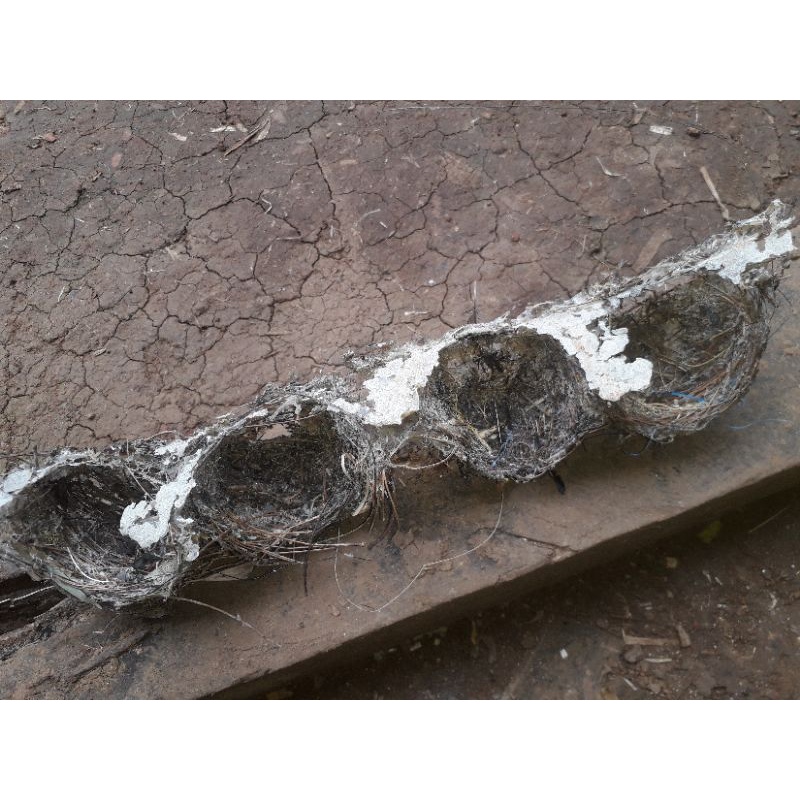 

sarang burung seriti pinus 1pcs