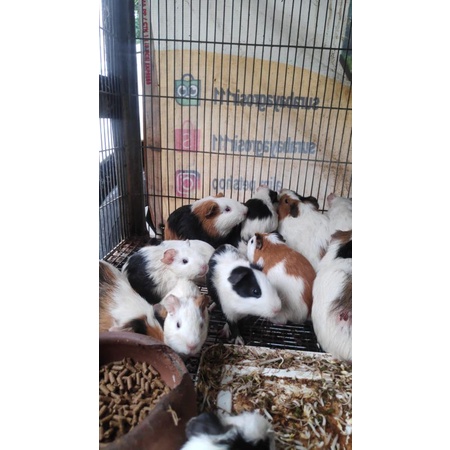 Guinea pig atau marmut Surabaya