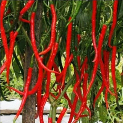 Benih Bibit Cabe Keriting Merah Panjang Cabai Pedas Isi 50 Biji