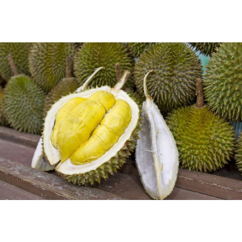 

durian lokal