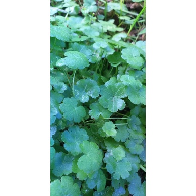 

DAUN PEGAGAN SEGAR 500gram