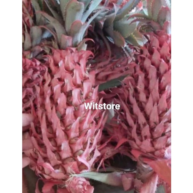 Nanas Merah / Nanas Hutan 1 Kg