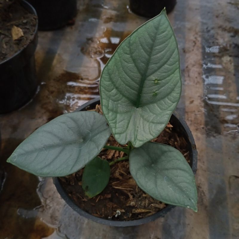 alocasia regina
