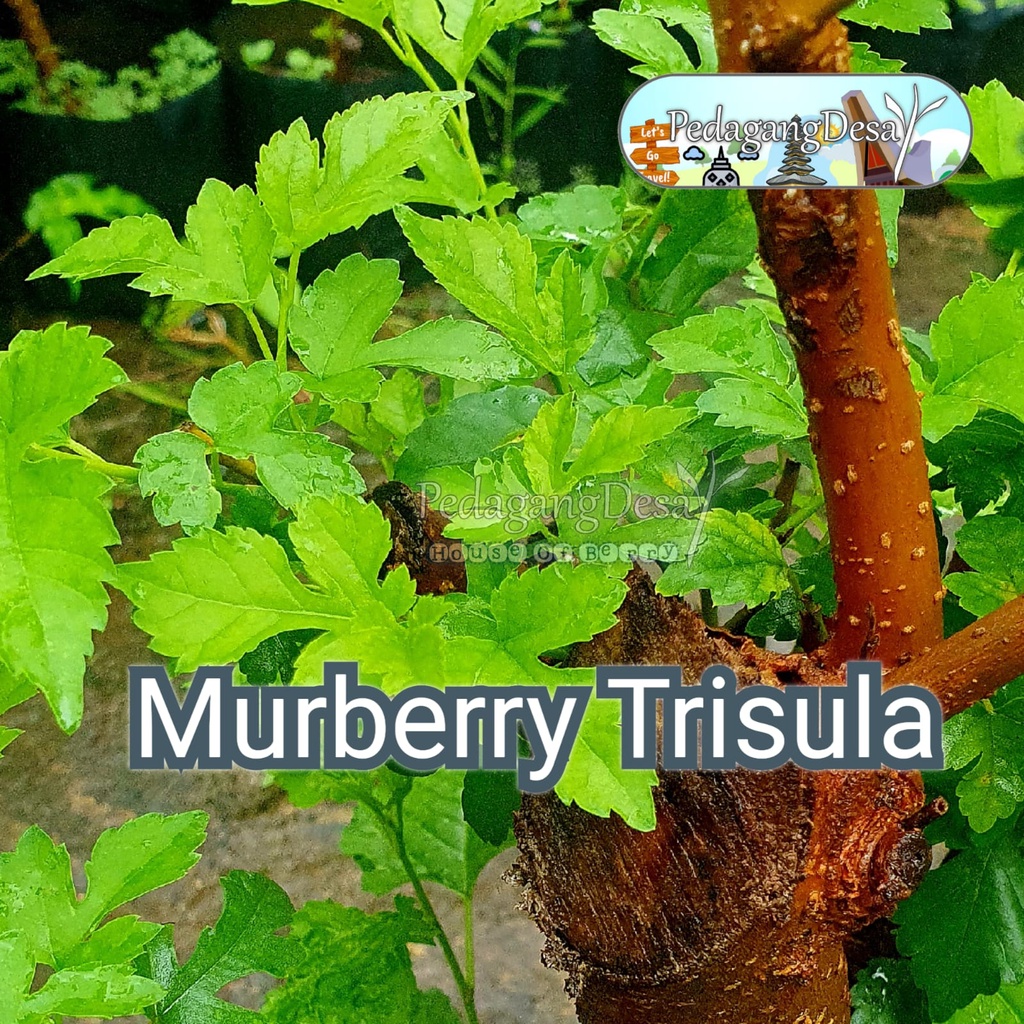 Murbei Trisula | Bakalan Bonsai  |  Prospek Bonsai  | Murberry  | Mulberry | Batang Potong Stek | Bl
