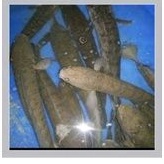 

Gabus Konsumsi (kiloan) isi 2-4 ekor