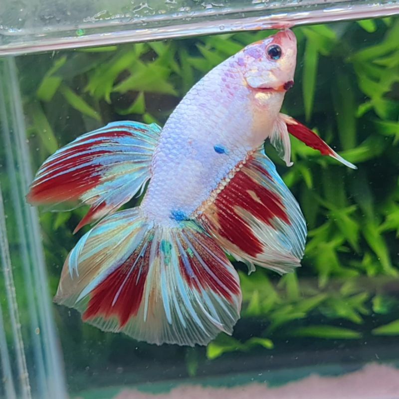 CUPANG GIANT HALFMOON/IKAN CUPANG GIANT HM KOI CANDY