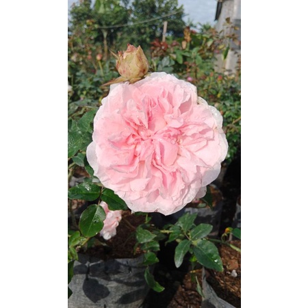 mawar import miranda - mawar wangi