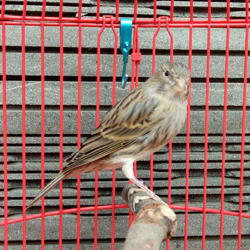 Kenari Loper Bon - Betina (Only Instant Grab/Gojek)