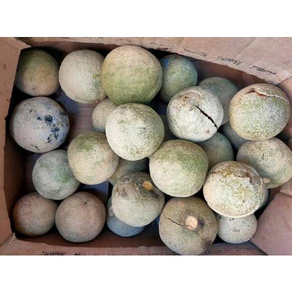 

(|K-3Z|)♤☛ Buah Kawista | Kawis Lasem Rembang | ±1kg | READY STOCK bisa cod