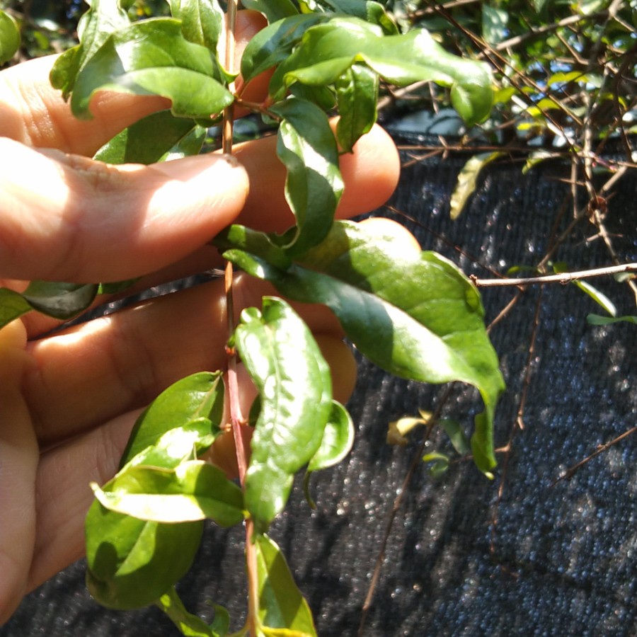 

Daun delima fresh petik dadakan 40lbr herbal batuk pilek susah tidur