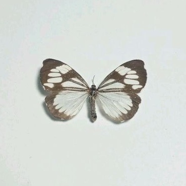 AWETAN KUPU NGENGAT ASLI DARI KALIMANTAN