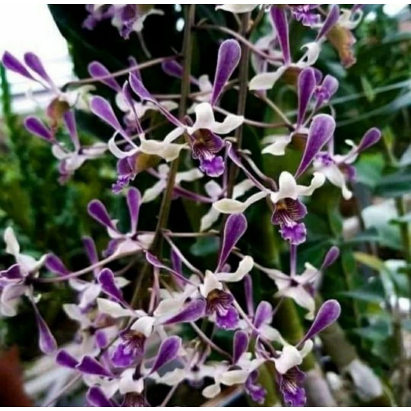 Dendrobium Lineale Blue Seedling