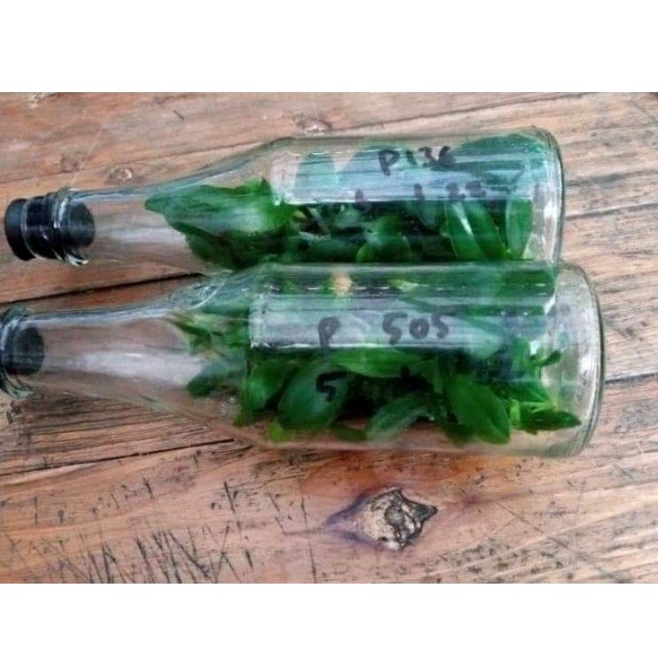 Botolan Anggrek Bulan Hybrid