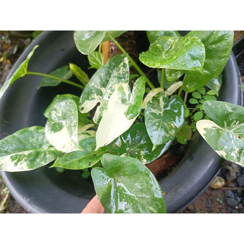 keladi varigata